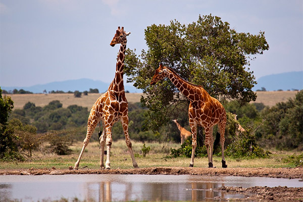 Kenia: Safaris y playas en el corazón de África